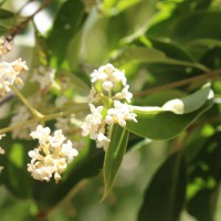 Ligustrum robustum (Roxb.) Blume